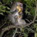 monkey_macaque_balinese_mf_ubud_v_1290_bal5011.jpg